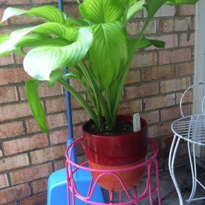 Meet George my pet…. Plant!